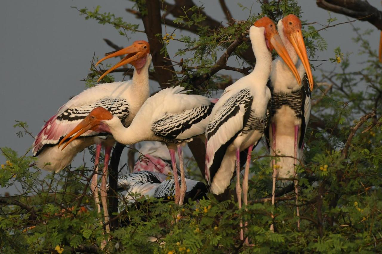 The Birder'S Inn Bharatpur Exterior photo